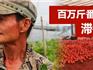 急急急！蒼南數(shù)百萬斤番茄滯銷尋找銷路 渡過難關(guān)需要你的幫助！